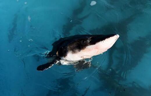 长江白鲟鱼为什么会毁灭 长江白鲟终归是什么鱼？