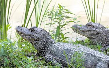 长江白鲟鱼为什么会毁灭 长江白鲟终归是什么鱼？