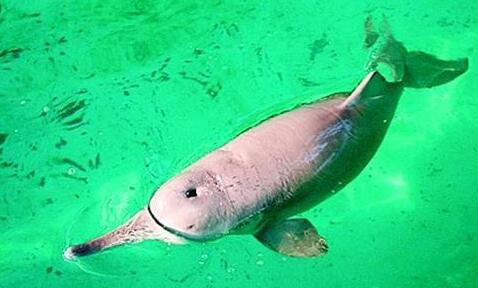 长江白鲟鱼为什么会毁灭 长江白鲟终归是什么鱼？
