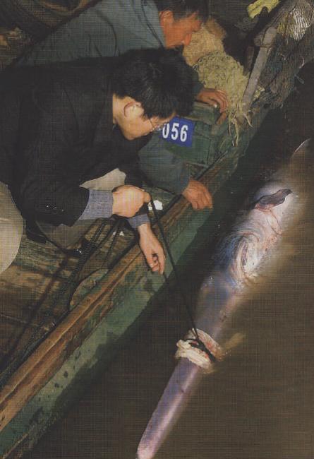 长江白鲟鱼为什么会毁灭 长江白鲟终归是什么鱼？