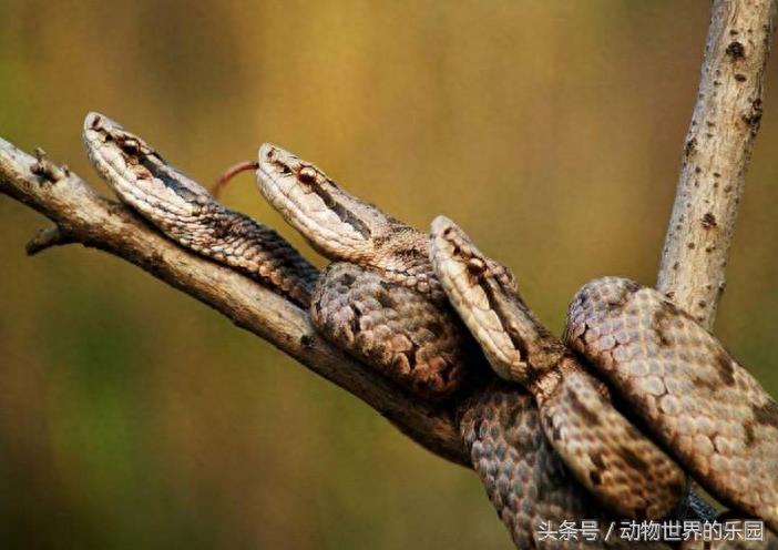 世界唯一一座以蛇命名的岛,位于我国大连