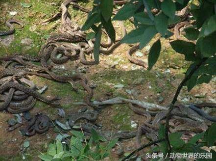 世界唯一一座以蛇命名的岛,位于我国大连
