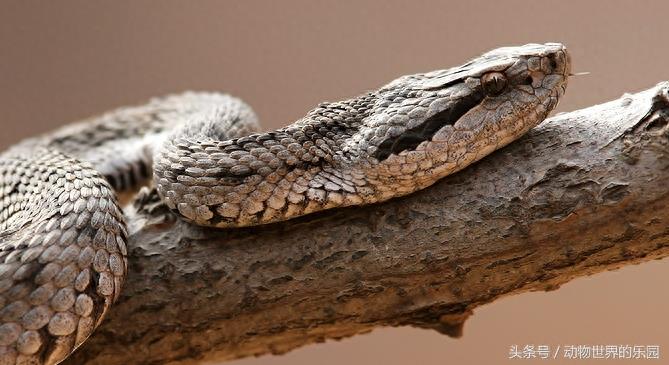 世界唯一一座以蛇命名的岛,位于我国大连