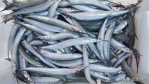 身体几乎是透明的鱼,在淡水里繁殖,但生长却是在海水里