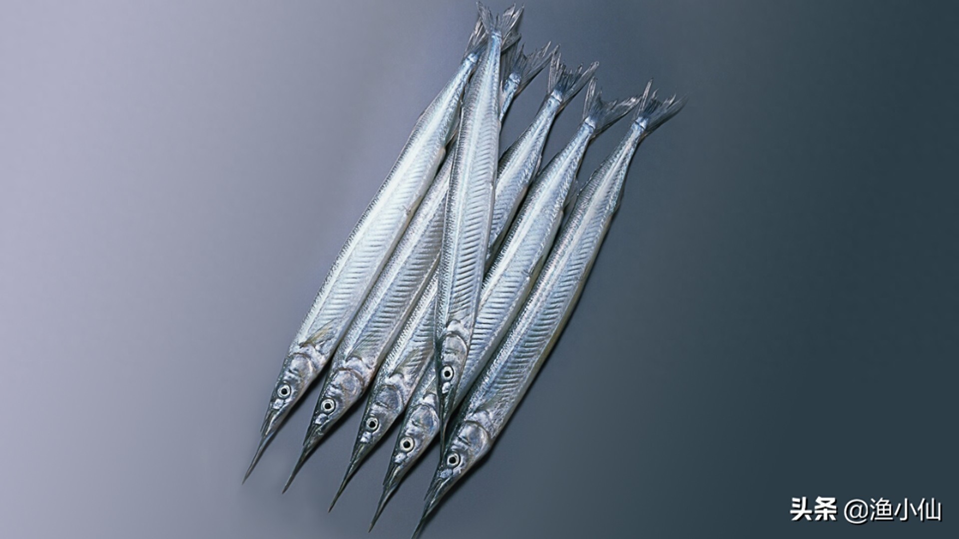 身体几乎是透明的鱼,在淡水里繁殖,但生长却是在海水里