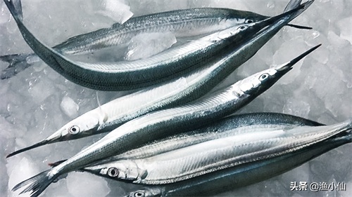 身体几乎是透明的鱼,在淡水里繁殖,但生长却是在海水里