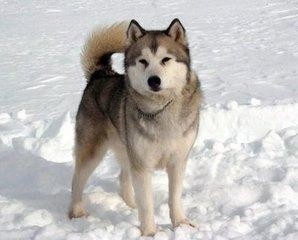 历史上已知唯一灭绝的犬科动物：南极狼，一匹孤独的狼