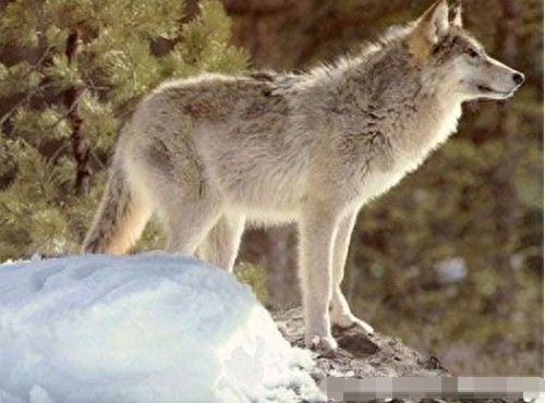 历史上已知唯一灭绝的犬科动物：南极狼，一匹孤独的狼