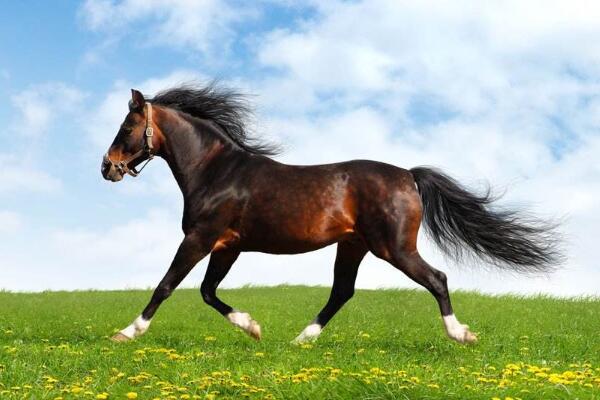 鬼最怕的七种生肖排名：狗排第一(会汪汪叫和避邪)