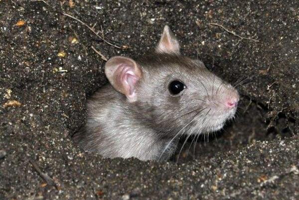 鬼最怕的七种生肖排名：狗排第一(会汪汪叫和避邪)