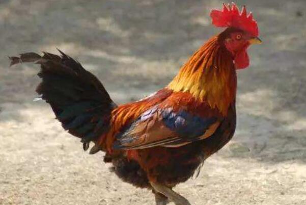 鬼最怕的七种生肖排名：狗排第一(会汪汪叫和避邪)