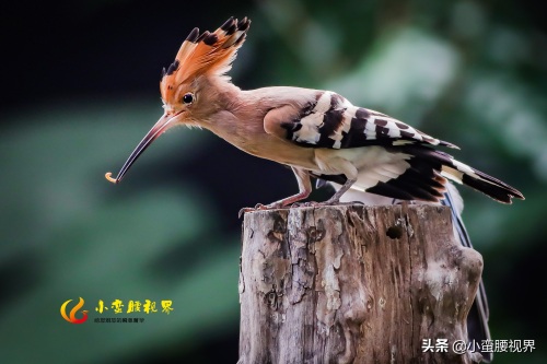 以色列的“国鸟”戴胜,圣经禁鸟。被封为以色列国鸟,寓意祥和