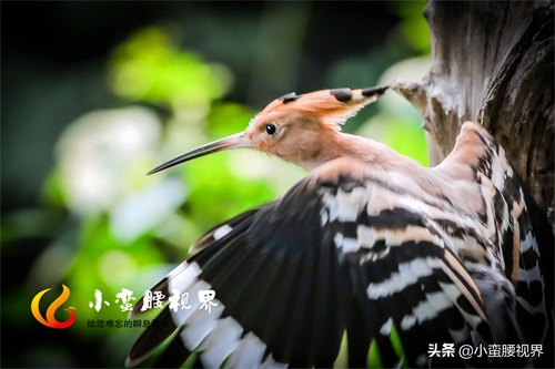 以色列的“国鸟”戴胜,圣经禁鸟。被封为以色列国鸟,寓意祥和