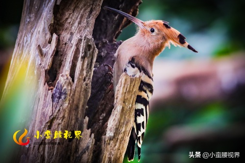 以色列的“国鸟”戴胜,圣经禁鸟。被封为以色列国鸟,寓意祥和