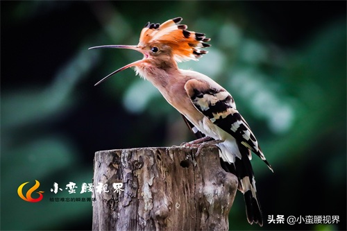 以色列的“国鸟”戴胜,圣经禁鸟。被封为以色列国鸟,寓意祥和