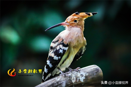 以色列的“国鸟”戴胜,圣经禁鸟。被封为以色列国鸟,寓意祥和