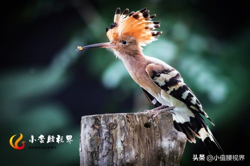 以色列的“国鸟”戴胜,圣经禁鸟。被封为以色列国鸟,寓意祥和