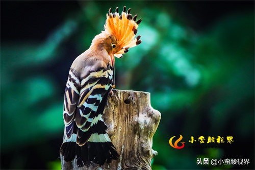 以色列的“国鸟”戴胜,圣经禁鸟。被封为以色列国鸟,寓意祥和