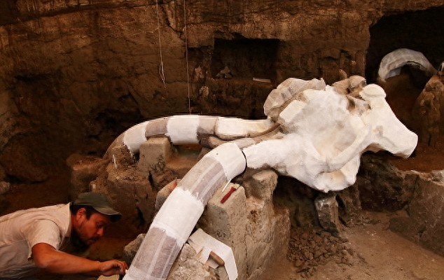 墨西哥发现1.4万年前长毛象尸骨，长至近5米高及10吨重