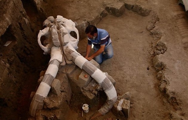 墨西哥发现1.4万年前长毛象尸骨，长至近5米高及10吨重