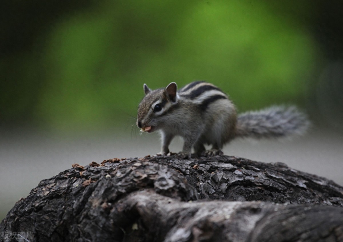 公园里的花栗鼠萌态百出,十分可爱,非常招人喜欢,不怎么怕人