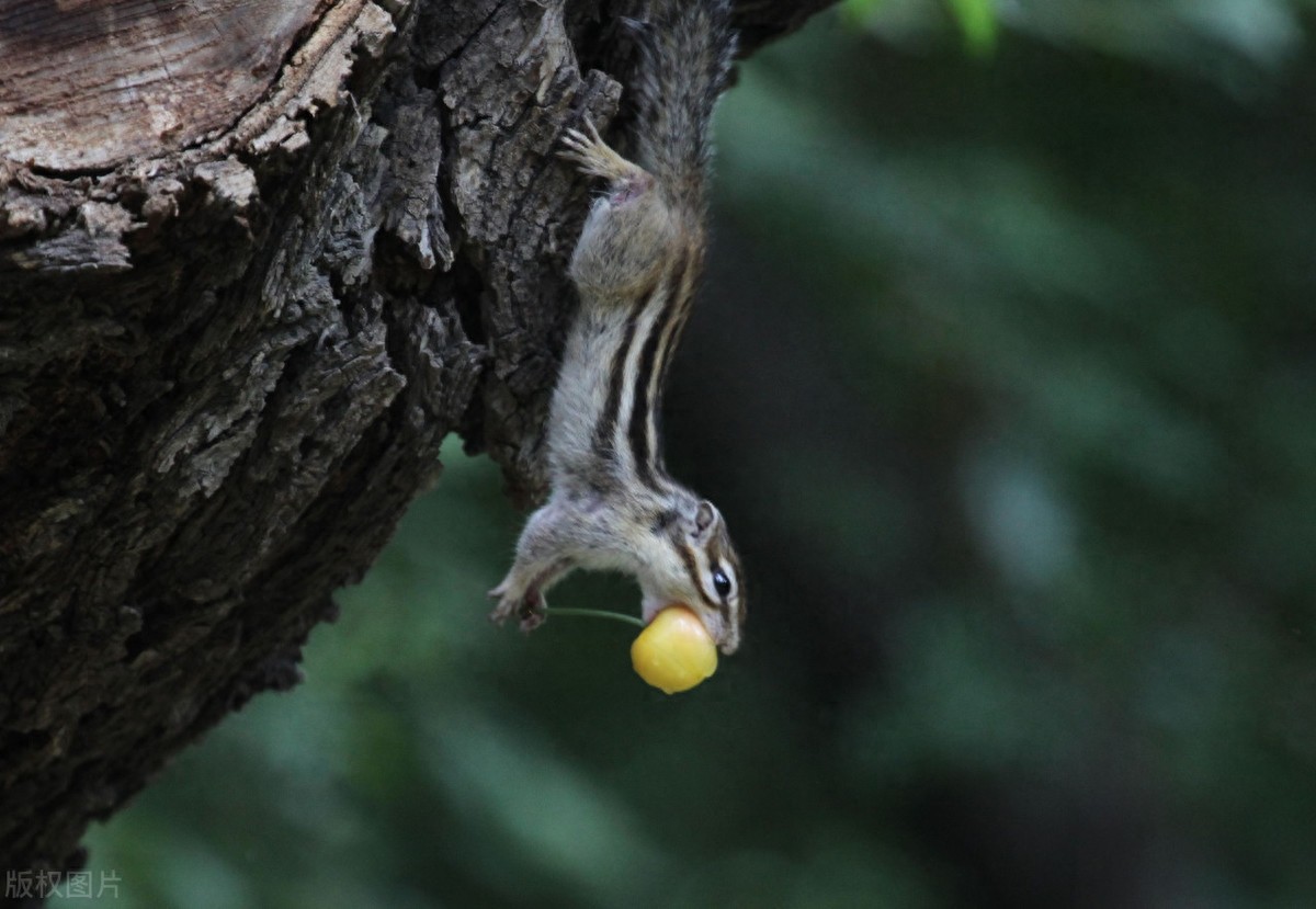 公园里的花栗鼠萌态百出,十分可爱,非常招人喜欢,不怎么怕人