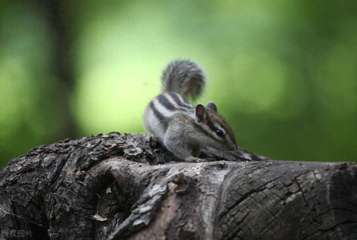 公园里的花栗鼠萌态百出,十分可爱,非常招人喜欢,不怎么怕人