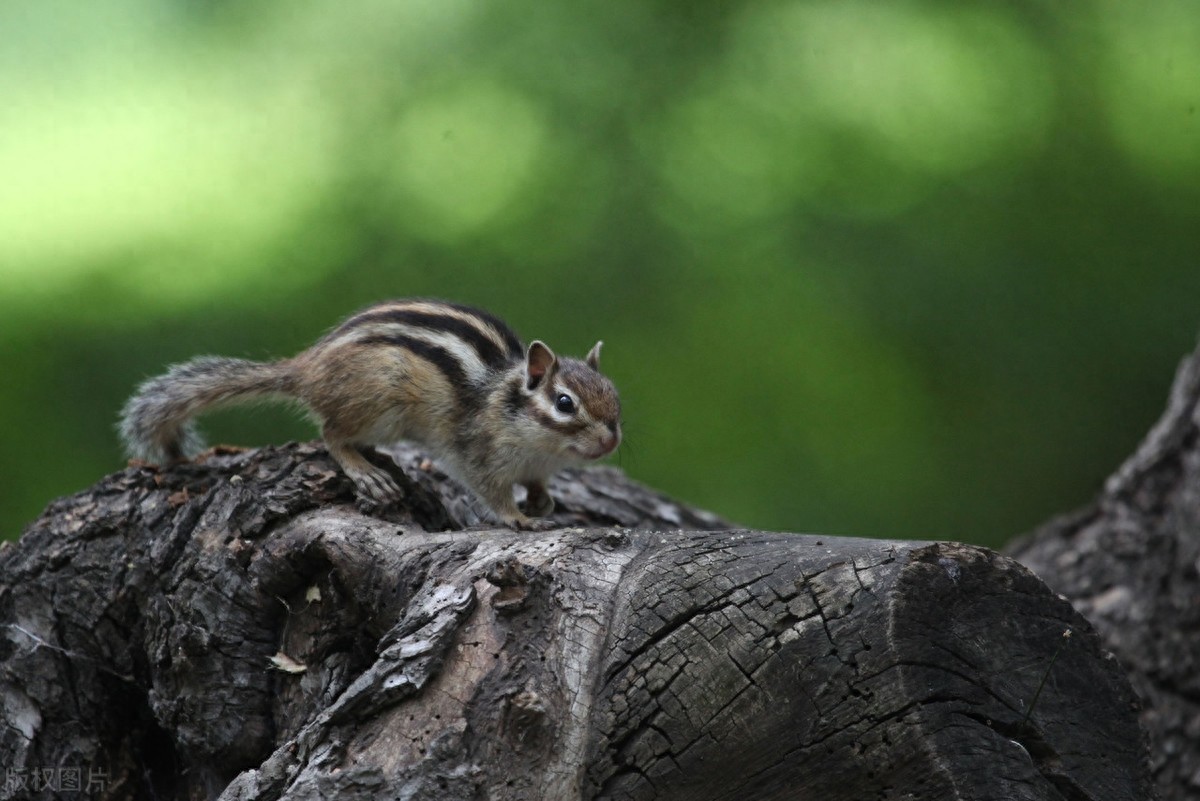 公园里的花栗鼠萌态百出,十分可爱,非常招人喜欢,不怎么怕人