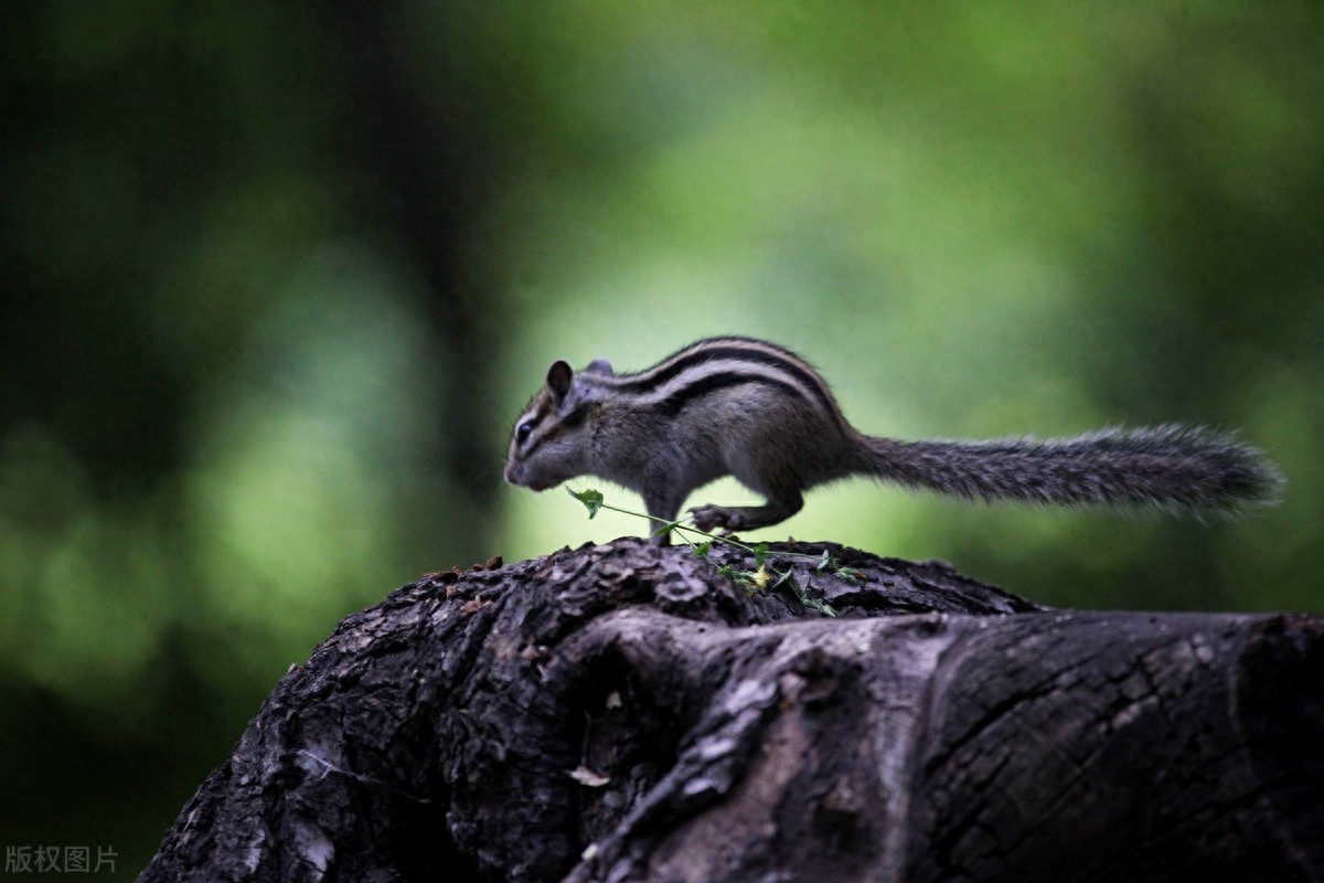 公园里的花栗鼠萌态百出,十分可爱,非常招人喜欢,不怎么怕人