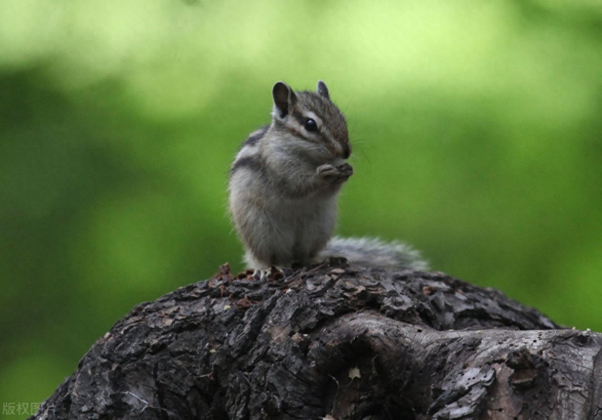 公园里的花栗鼠萌态百出,十分可爱,非常招人喜欢,不怎么怕人