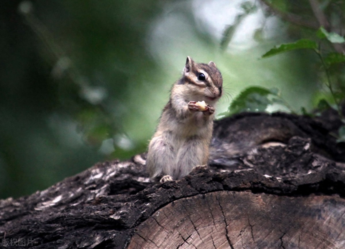 公园里的花栗鼠萌态百出,十分可爱,非常招人喜欢,不怎么怕人