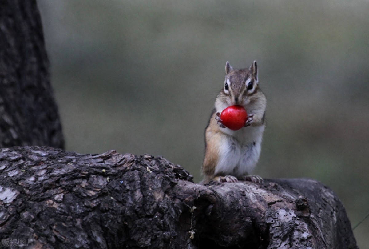 公园里的花栗鼠萌态百出,十分可爱,非常招人喜欢,不怎么怕人
