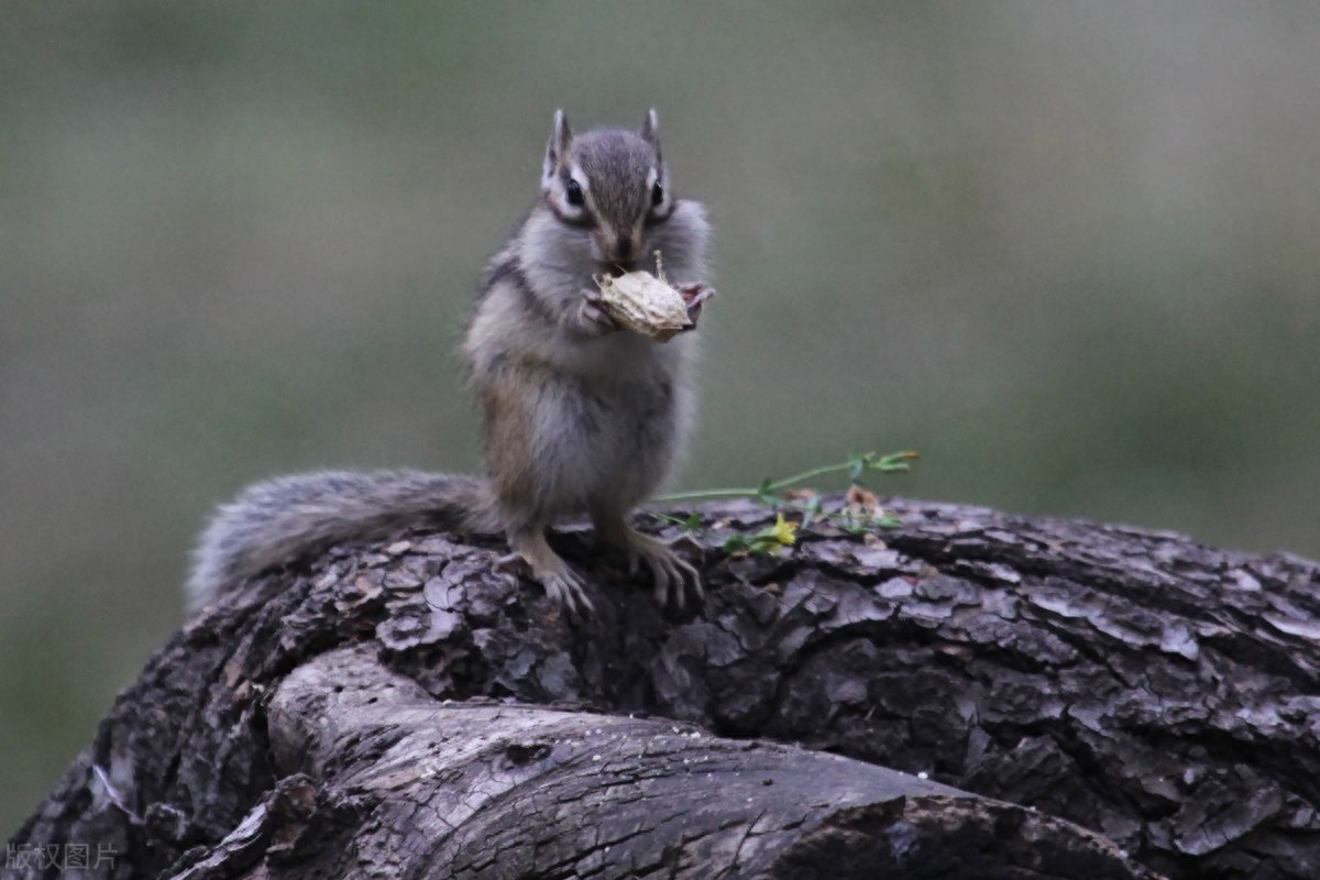 公园里的花栗鼠萌态百出,十分可爱,非常招人喜欢,不怎么怕人