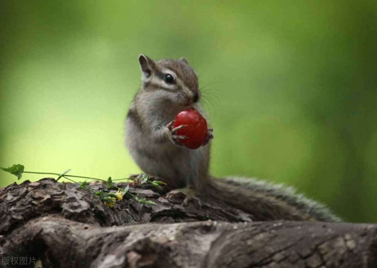 公园里的花栗鼠萌态百出,十分可爱,非常招人喜欢,不怎么怕人